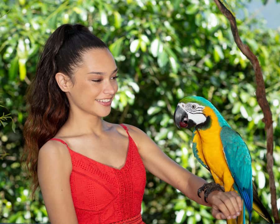 Kuranda Wildlife Experience: Koalas, Birds & Butterflies - Meeting koalas and native animals