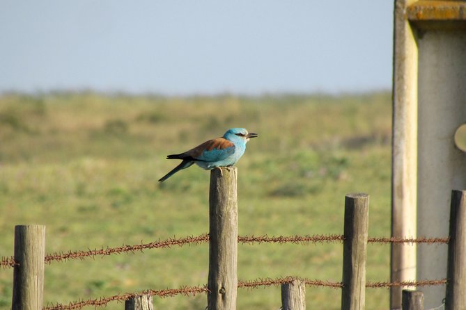 Laid-back birdwatching week - Why this Algarve week works for slow birdwatching