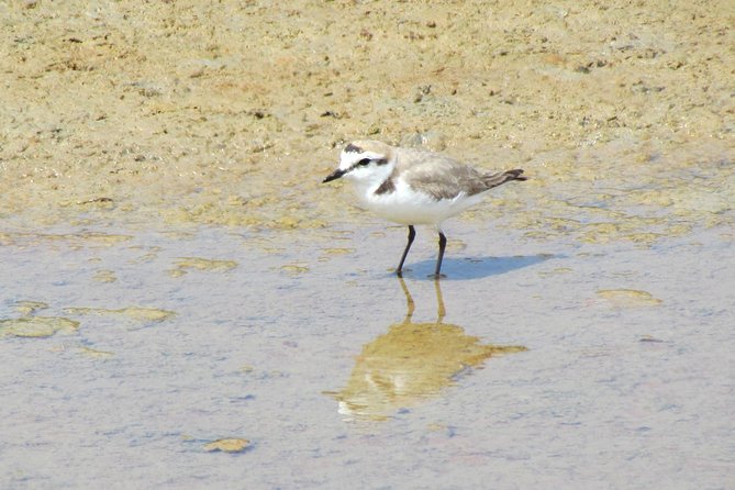 Laid-back birdwatching week - Day four: Free time, then the Alvor dunes