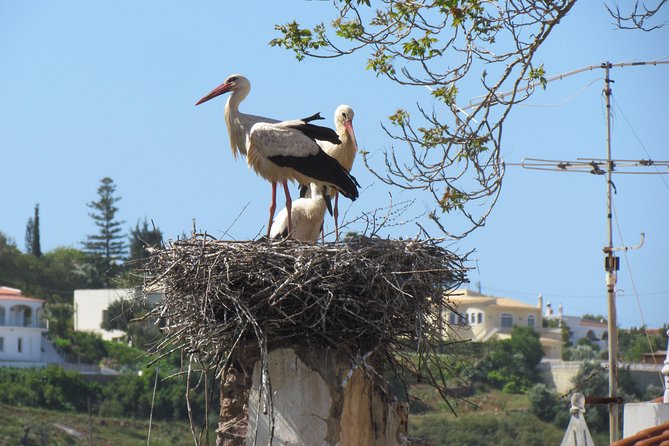 Laid-back birdwatching week - Day one: Ria de Alvor after your Faro pickup