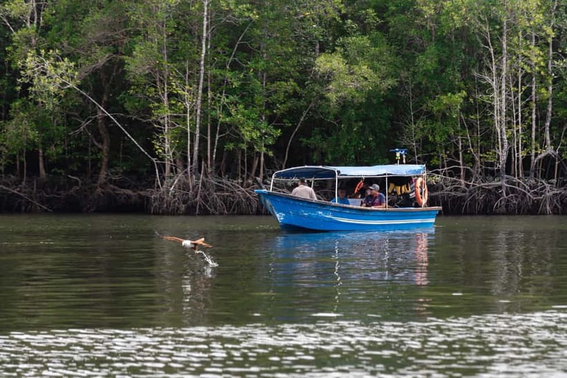 Langkawi: Kilim Geopark Mangrove Tour with Eagle Watching - Cruising through the mangrove channels