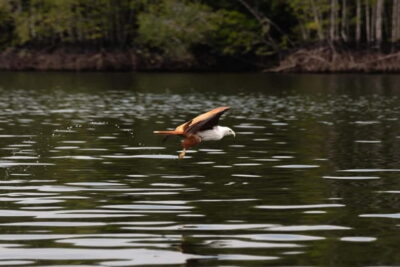 Langkawi: Kilim Geopark Mangrove Tour with Eagle Watching