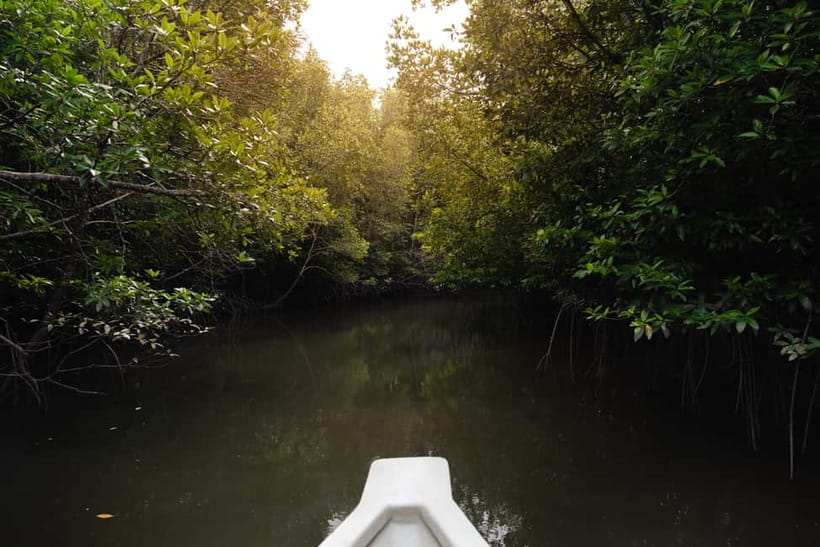 Langkawi: Kilim Geopark Mangrove Tour with Eagle Watching - Monkey watching along the river