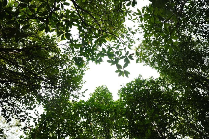 Langkawi: Kilim Geopark Mangrove Tour with Eagle Watching - The floating restaurant stop