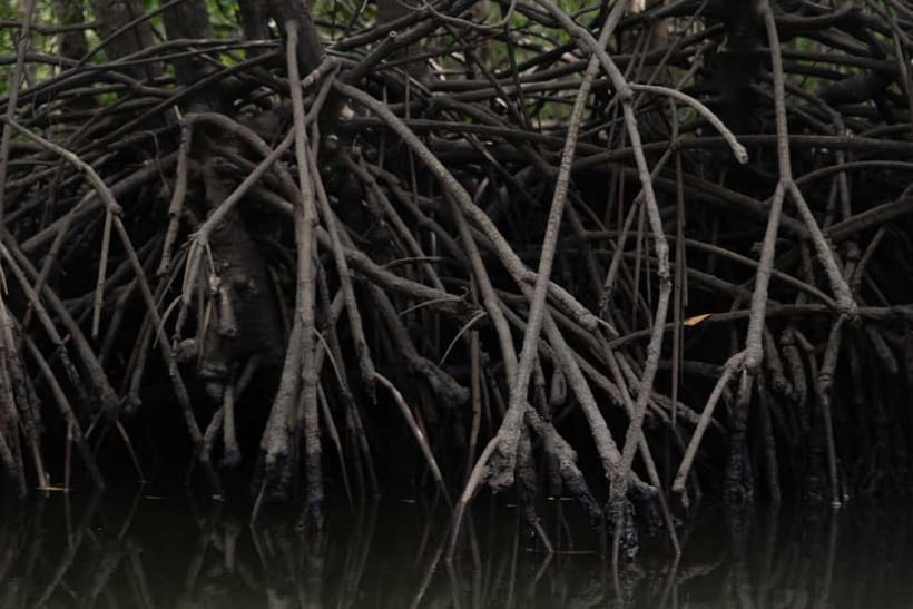 Langkawi: Kilim Geopark Mangrove Tour with Eagle Watching - What the $19 price really gives you