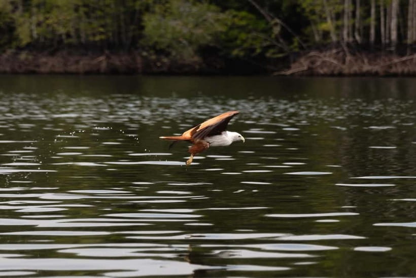 Langkawi: Kilim Geopark Mangrove Tour with Eagle Watching - Starting at the AD Mangrove Tour counter
