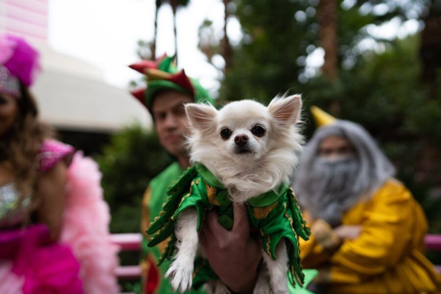 Las Vegas: Piff the Magic Dragon Show at the Flamingo - Why Piff’s act feels different from a standard magic show