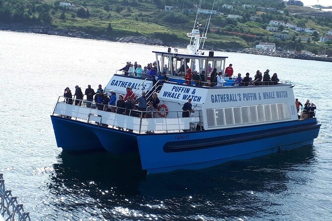 Late Season Puffin & Scenic Coastal Cruise - Wildlife beyond the puffins