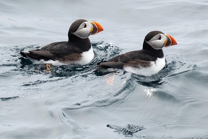Late Season Puffin & Scenic Coastal Cruise - Is $71.18 a good value?