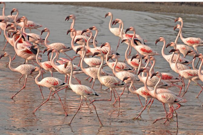 Lio Piccolo: Flamingos & Birdwatching Bike Tour in the Lagoon - Why Lio Piccolo makes a fine escape from Venice