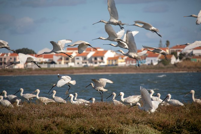 Lisbon : Birdwatching Boat Tour - Tagus Estuary - Key points to know before you book