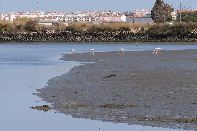 Lisbon : Birdwatching Boat Tour - Tagus Estuary - Why the Tagus Estuary makes a fine Lisbon side trip