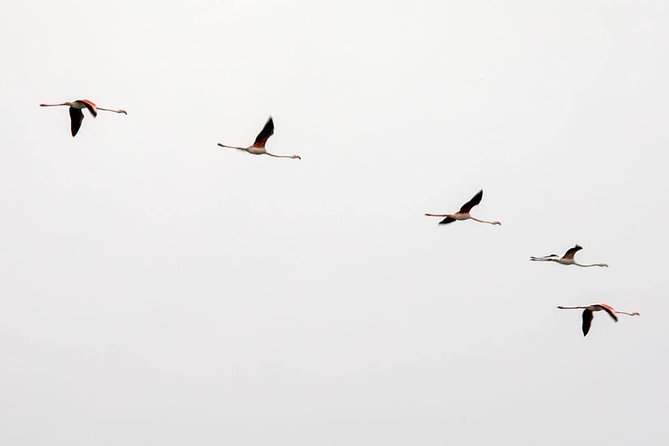 Lisbon : Birdwatching Boat Tour - Tagus Estuary - The boat ride into protected water