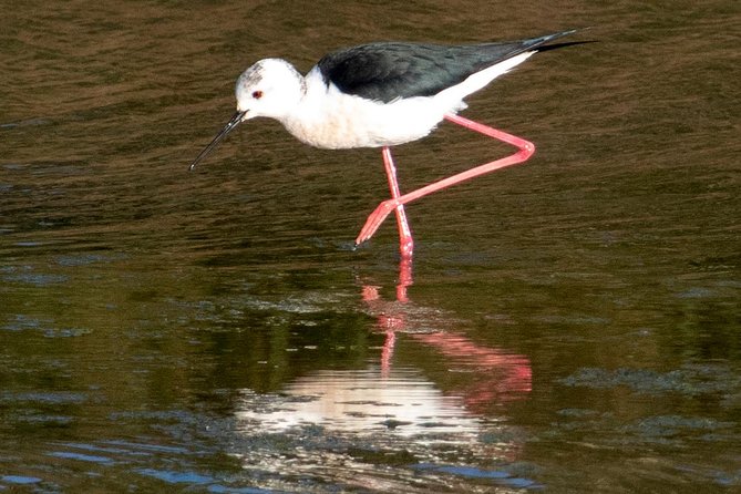 Lisbon : Birdwatching Boat Tour - Tagus Estuary - Finding flamingos, herons, and smaller waders