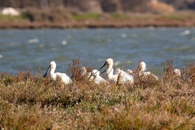 Lisbon : Birdwatching Boat Tour - Tagus Estuary - What the small group changes