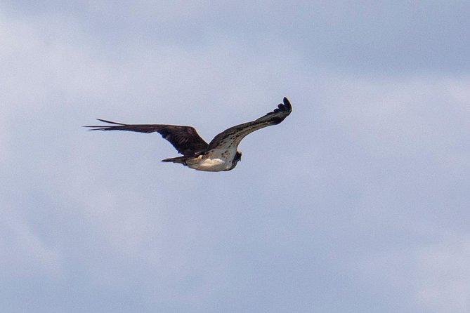 Lisbon : Birdwatching Boat Tour - Tagus Estuary - What is included for the $60.01 price