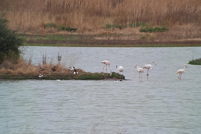 Lisbon : Birdwatching Boat Tour - Tagus Estuary - Who will enjoy this tour most