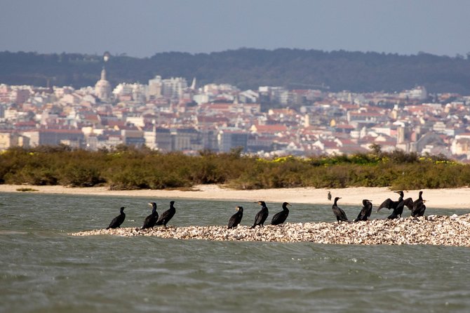 Lisbon : Birdwatching Boat Tour - Tagus Estuary - Starting at Doca de Santo Amaro