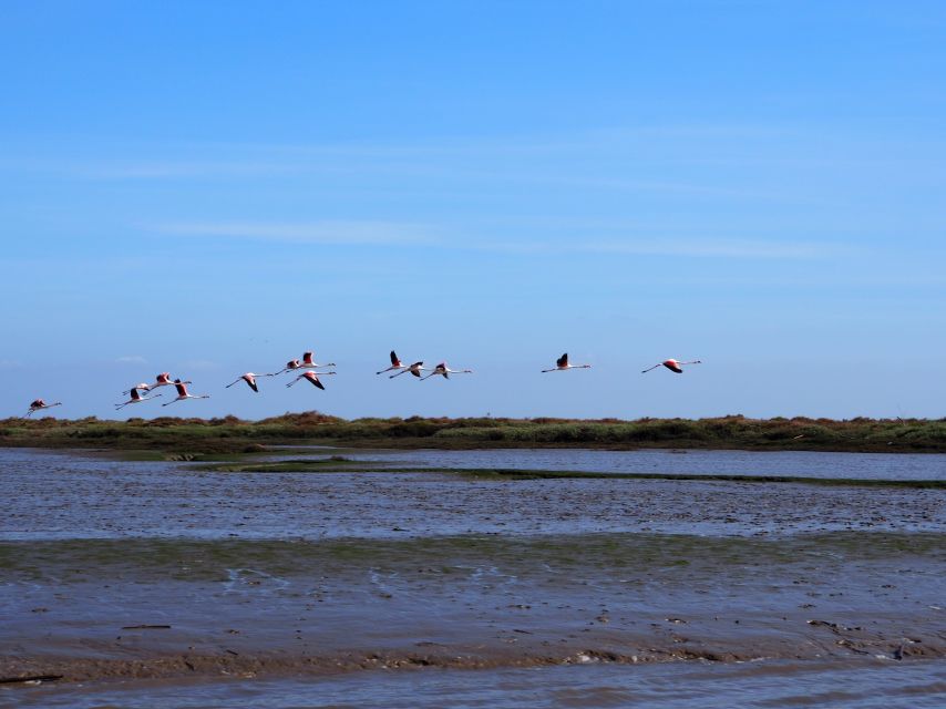 Lisbon: Tagus Estuary Nature Reserve Birdwatching Boat Tour - Why this estuary makes a fine break from Lisbon
