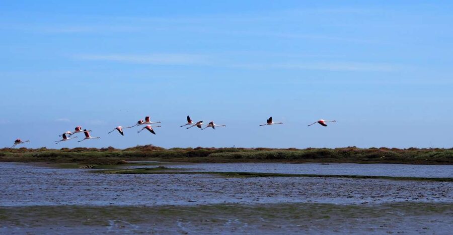 Lisbon: Tagus Estuary Nature Reserve Birdwatching Boat Tour - Meeting Carlos Cera at Parque das Nações
