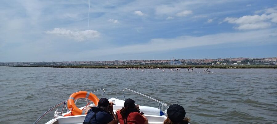 Lisbon: Tagus Estuary Nature Reserve Birdwatching Boat Tour - From Bairro dos Pescadores to open estuary
