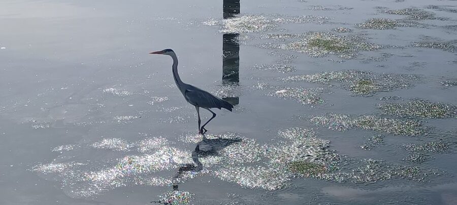 Lisbon: Tagus Estuary Nature Reserve Birdwatching Boat Tour - Two and a half hours in the Tagus Estuary Nature Reserve
