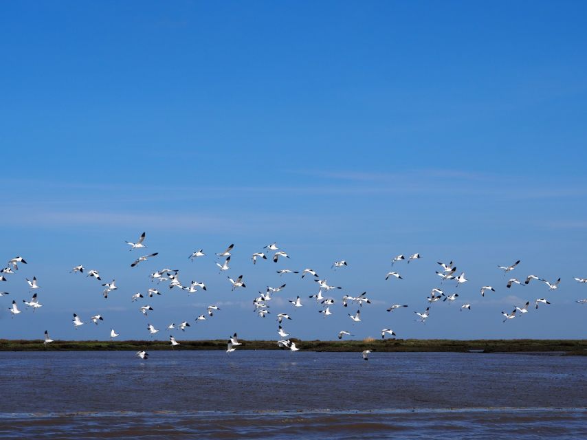 Lisbon: Tagus Estuary Nature Reserve Birdwatching Boat Tour - Mouchao da Povoa and the final wildlife views