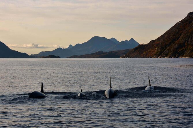 Lofoten RIB Sea Eagle Safari and Trollfjord Cruise - Why the fast boat changes the view