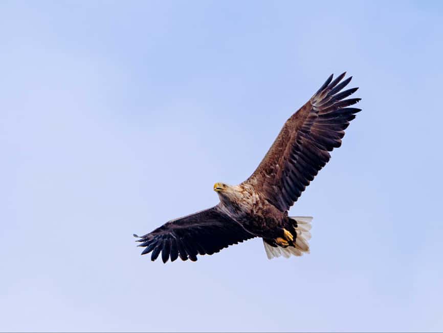 Lofoten: Sea Eagle Sunset Cruise - Høla: The First Stretch of Open Water