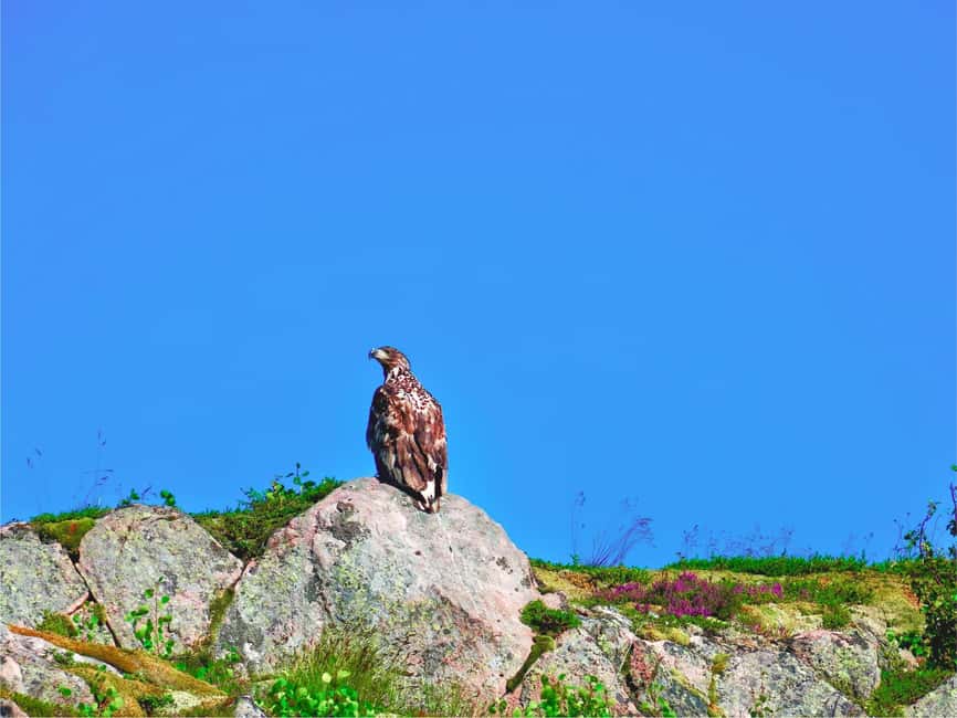 Lofoten: Sea Eagle Sunset Cruise - Practical Tips for a Better Eagle Cruise