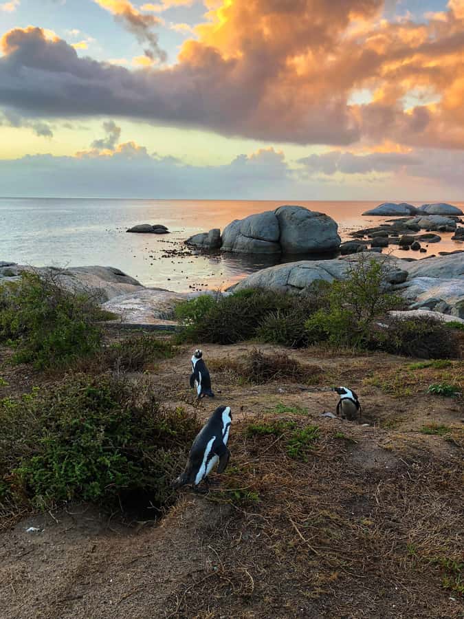 Luxury Cape of Good Hope & Penguin Tour - Why this Cape Peninsula route works