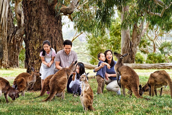 Luxury Phillip Island Tour for Families & Explorers [up to 10Pax] - Why this Phillip Island day works well from Melbourne