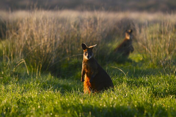Luxury Phillip Island Tour for Families & Explorers [up to 10Pax] - Cape Woolamai or chocolate: pick the stop that fits your group