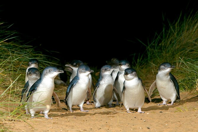 Luxury Phillip Island Tour for Families & Explorers [up to 10Pax] - The Penguin Parade is the reason to stay until sunset