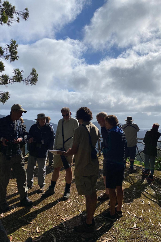 Madeira: Birdwatching - The Endemics - Key points at a glance