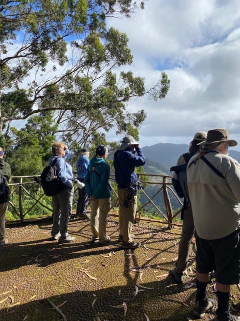 Madeira: Birdwatching - The Endemics - Why Madeira’s endemic birds are worth your morning