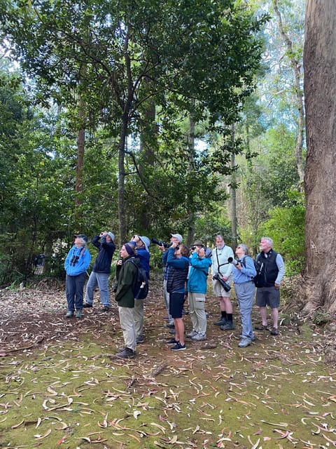 Madeira: Birdwatching - The Endemics - Starting in Funchal and heading into the countryside