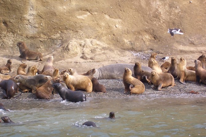 Magdalena Island Penguin Tour by Boat from Punta Arenas - Key points to know before you book