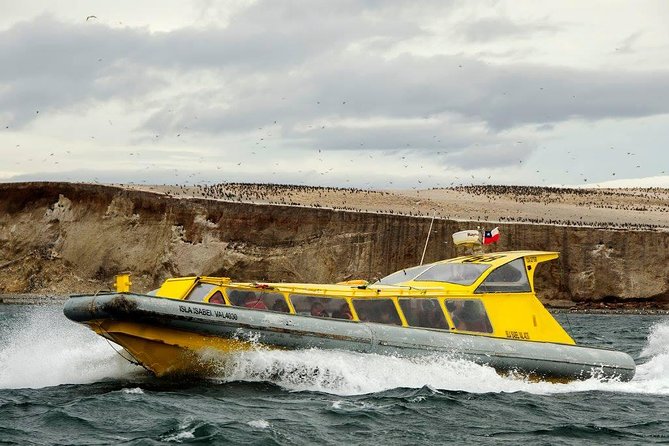 Magdalena Island Penguin Tour by Boat from Punta Arenas - Why Magdalena Island is worth the boat ride