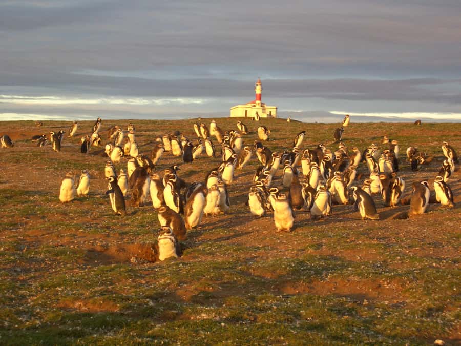 Magdalena Island Penguin Tour by Boat from Punta Arenas - The return crossing and five-hour schedule