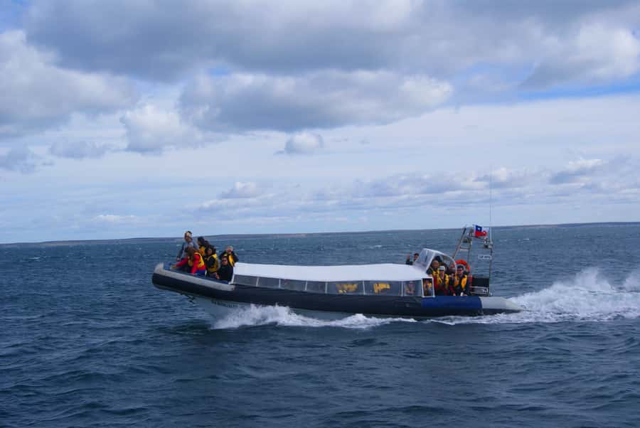 Magdalena Island Penguin Tour by Boat from Punta Arenas - Is the $160 price good value?