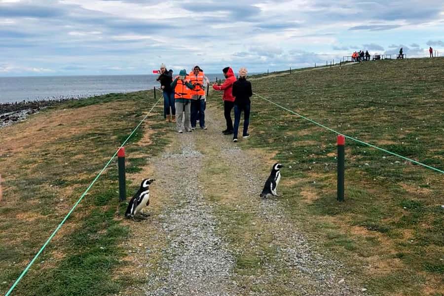 Magdalena Island: Walk with the penguins - Key details before you book
