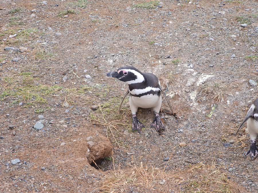 Magdalena Island: Walk with the penguins - Why Magdalena Island is worth the boat ride