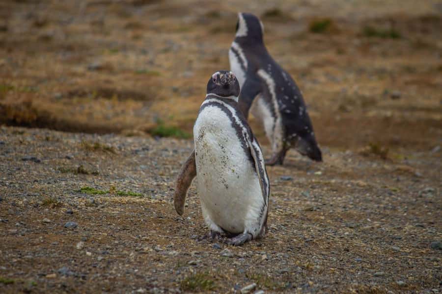 Magdalena Island: Walk with the penguins - The 90-minute catamaran crossing