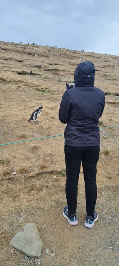 Magdalena Island: Walk with the penguins - Should you book the Magdalena Island penguin trip?