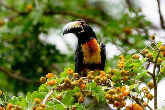 Mahahual and Costa Maya Birdwatching - Why Costa Maya works so well for birdwatching
