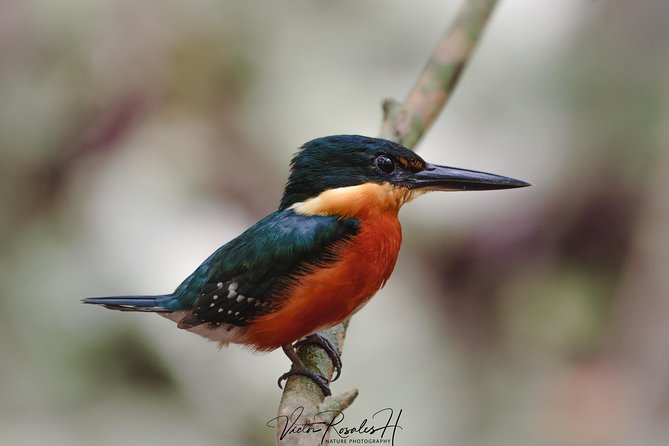 Mahahual and Costa Maya Birdwatching - What you might see, and what you may not