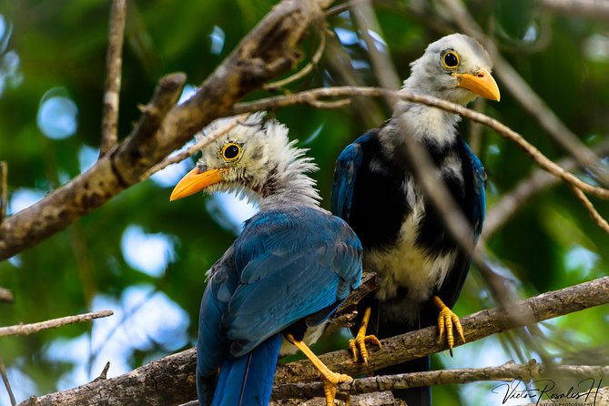 Mahahual and Costa Maya Birdwatching - A small group makes the morning more personal
