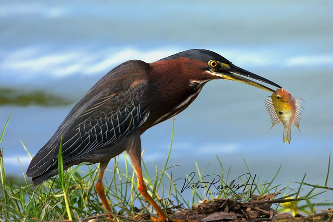 Mahahual and Costa Maya Birdwatching - What is included, and where the value lies