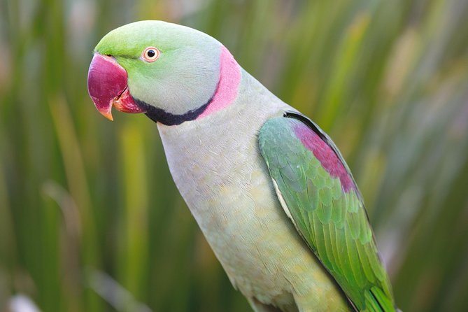 Maleny Botanic Gardens Bird Aviary Experience Ticket - Family appeal, with a few practical cautions
